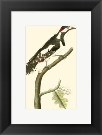 Framed Crimson Birds V Print