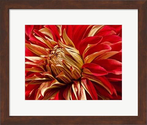 Framed Graphic Dahlia IV Print