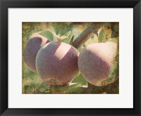 Framed Vintage Apples I Print