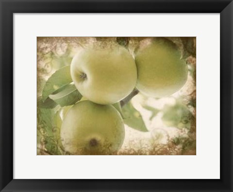 Framed Vintage Apples II Print