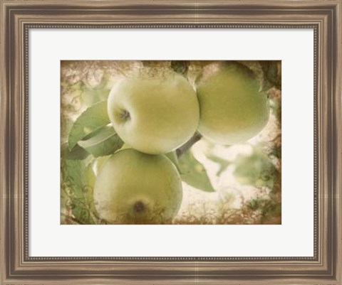 Framed Vintage Apples II Print