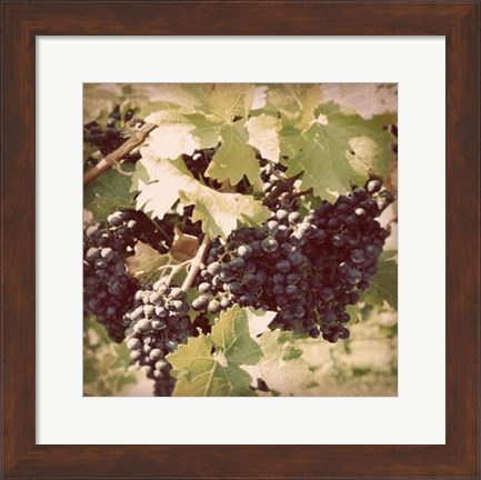 Framed Vintage Grape Vines II Print