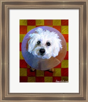 Framed Bichon Print