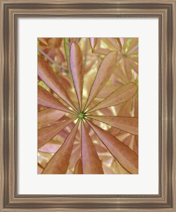 Framed Woodland Plants in Red II Print