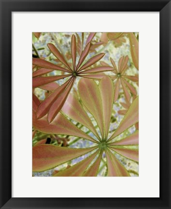 Framed Woodland Plants in Red III Print