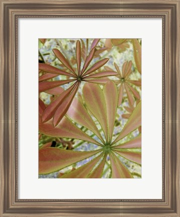 Framed Woodland Plants in Red III Print