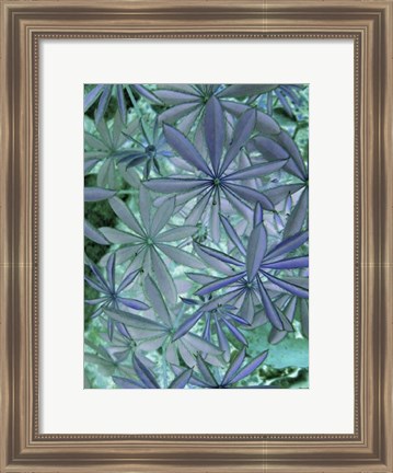 Framed Woodland Plants in Blue IV Print