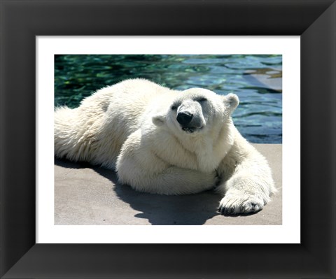 Framed Polar Bear on the floor Print