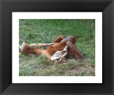 Framed Orangutan - Stretchin out Print