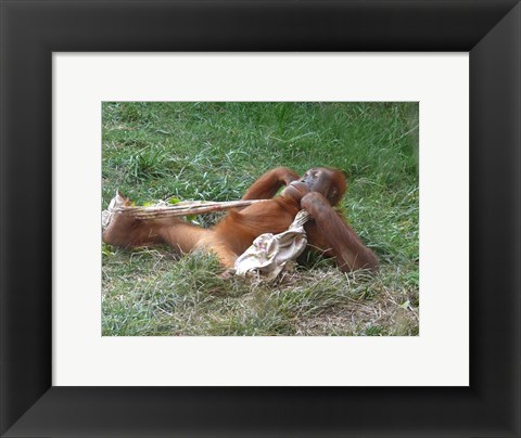 Framed Orangutan - Stretchin out Print