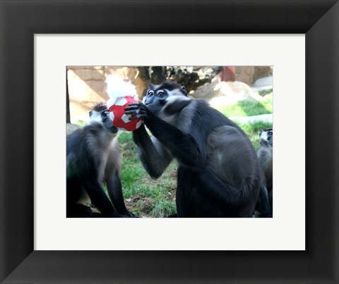 Framed Monkeys - Why play ball when you can eat it Print