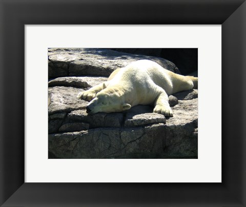 Framed Polar Bear  - Time to take five Print