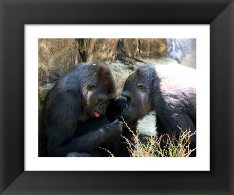 Framed Gorillas - Look what I found! Print