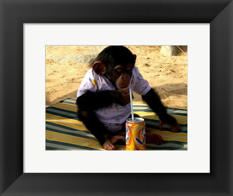 Framed Chimp - Time for a drink Print