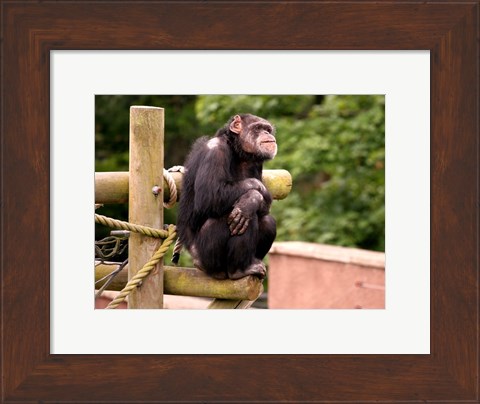 Framed Chimp - The revelation Print