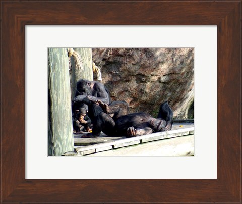 Framed Chimps - Just Chillin Print