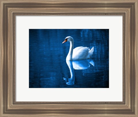 Framed Swan Print