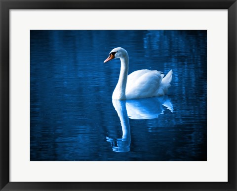 Framed Swan Print