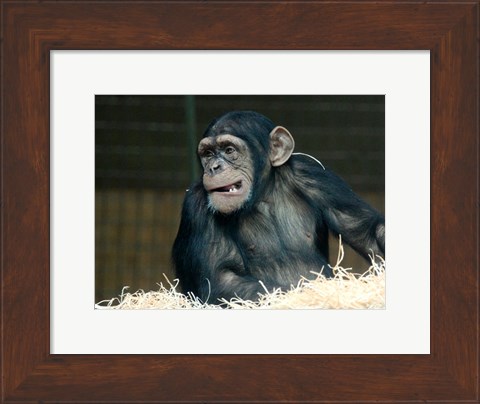 Framed Funny Monkey Print