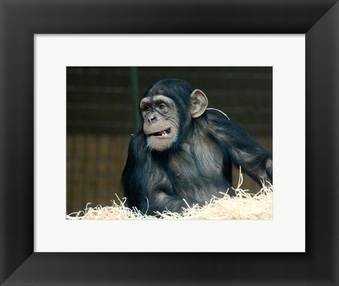 Framed Funny Monkey Print