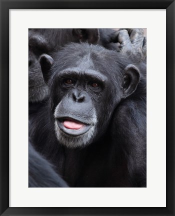 Framed Funny face monkey Print