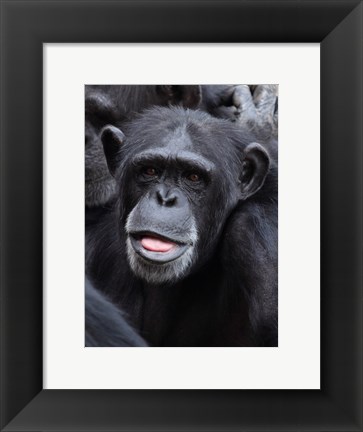 Framed Funny face monkey Print