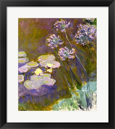 Framed Waterlilies and Agapanthus, 1914-17 Print