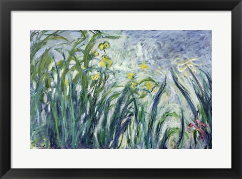 Framed Yellow and Purple Irises, 1924-25 Print