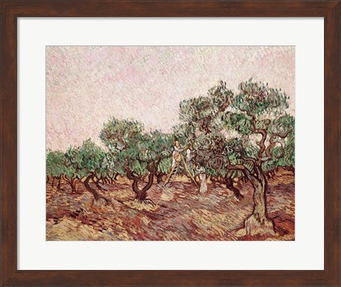 Framed Olive Pickers - picking Print