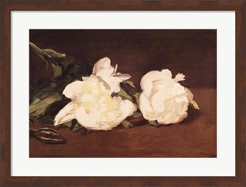 Framed Branch of White Peonies and Secateurs, 1864 Print