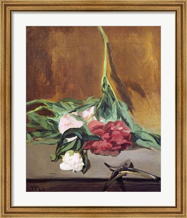 Framed Stem of Peonies and Secateurs, c.1864 Print