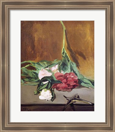 Framed Stem of Peonies and Secateurs, c.1864 Print