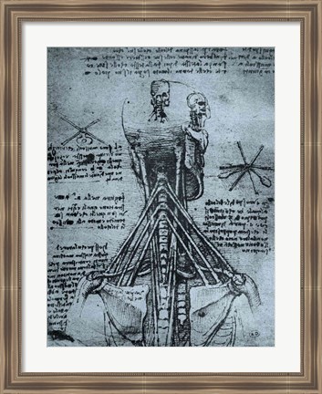 Framed Bone Structure of the Human Neck and Shoulder Print