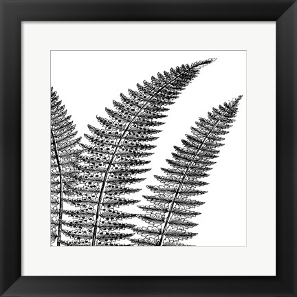 Framed Fern II (on white) Print