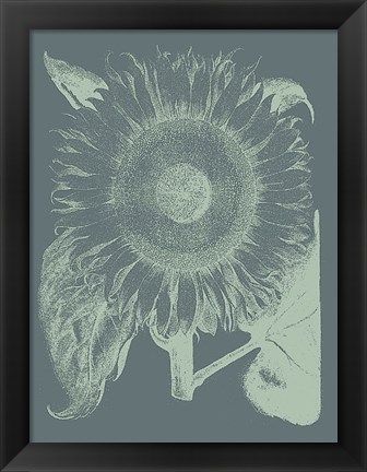 Framed Sunflower 7 Print