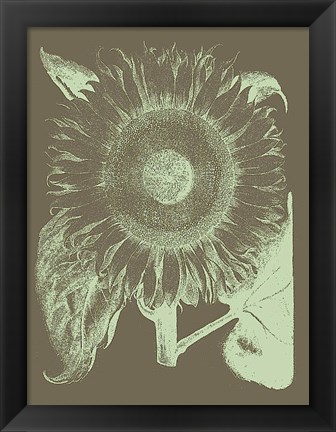 Framed Sunflower 12 Print