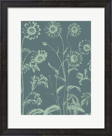 Framed Chrysanthemum 7 Print