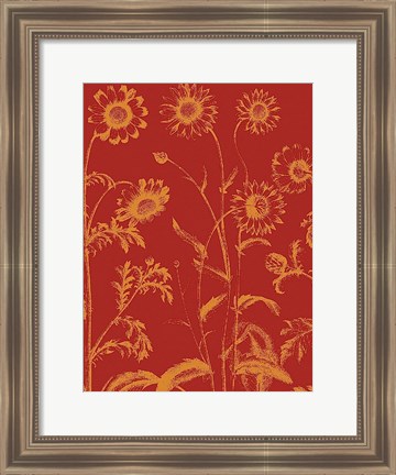 Framed Chrysanthemum 16 Print