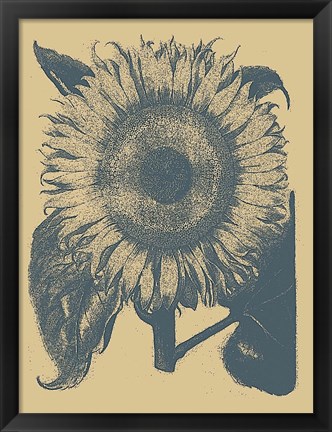 Framed Sunflower 1 Print