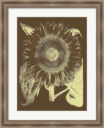 Framed Sunflower 3 Print