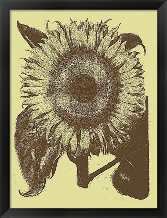 Framed Sunflower 4 Print