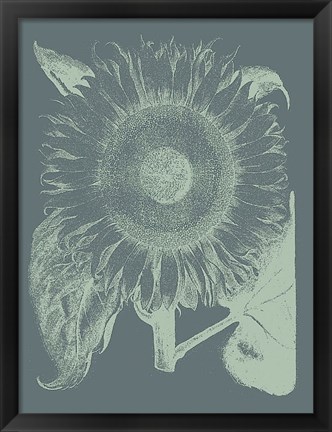 Framed Sunflower 7 Print