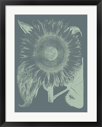 Framed Sunflower 7 Print