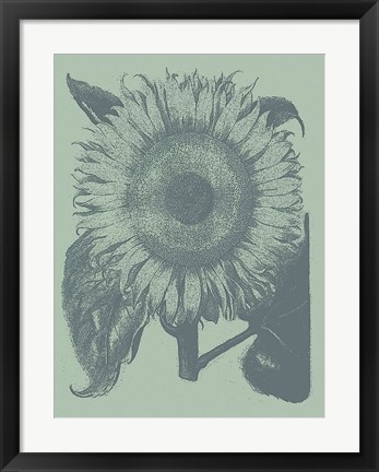 Framed Sunflower 8 Print