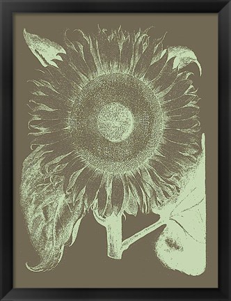 Framed Sunflower 12 Print