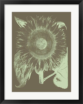 Framed Sunflower 12 Print