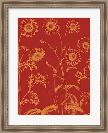 Framed Chrysanthemum 16 Print