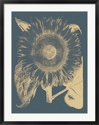 Framed Sunflower 2 Print