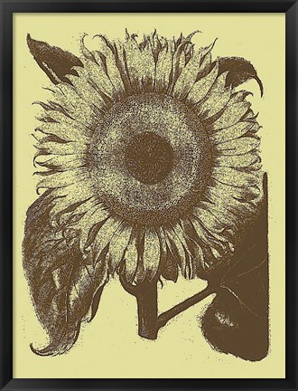 Framed Sunflower 4 Print