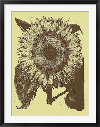 Framed Sunflower 4 Print